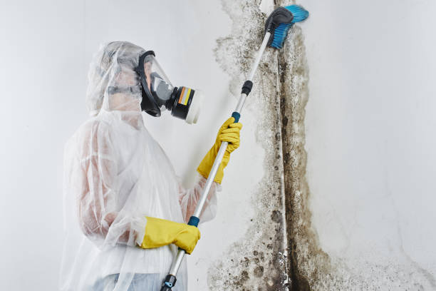 Best DIY Mold Remediation Support Services in Princeton, MN