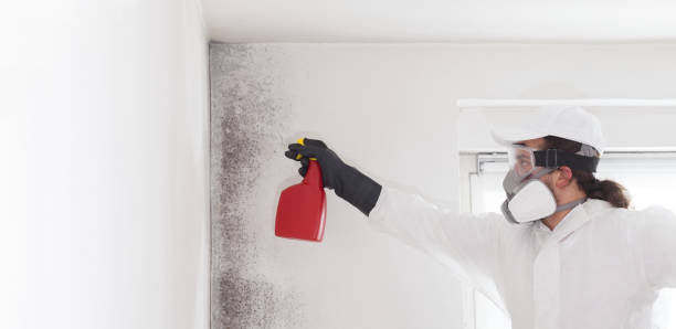 Best DIY Mold Remediation Support Services in Princeton, MN