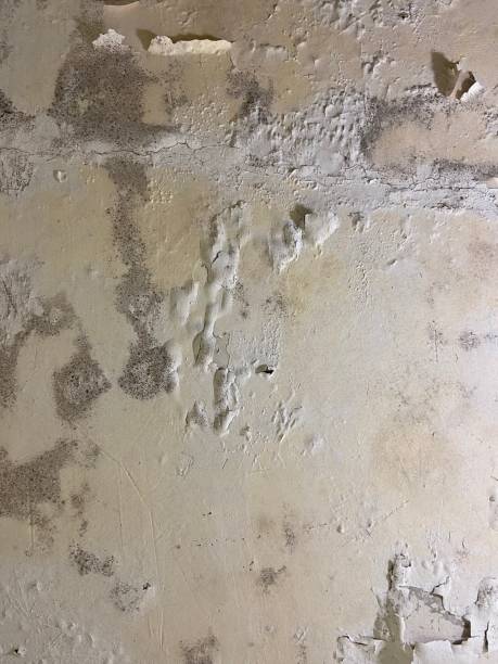Best Health and Safety Mold Remediation in Princeton, MN