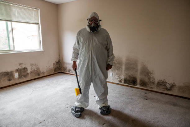 Best Basement Mold Remediation in Princeton, MN